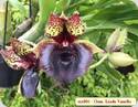 Catasetum Linda Vanello